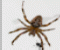 Atrapa Moscas